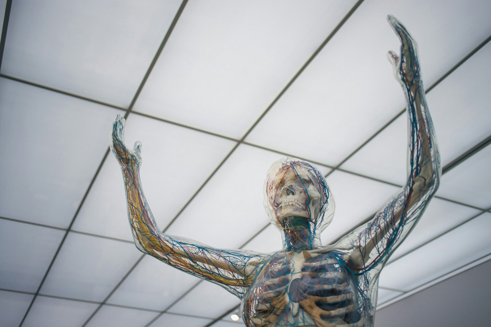 Nervous system role for anti aging
