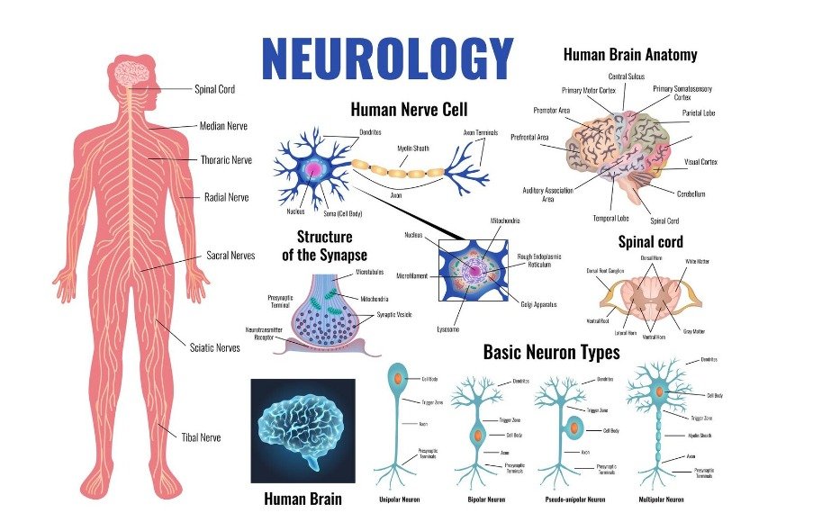nervous system and fat loss